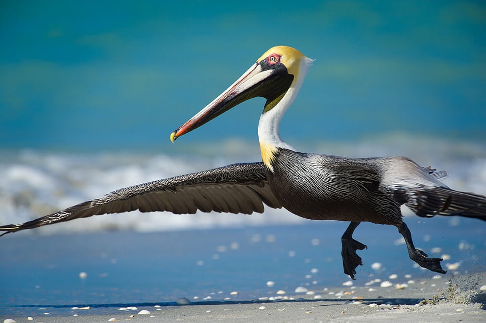 Brown Pelican