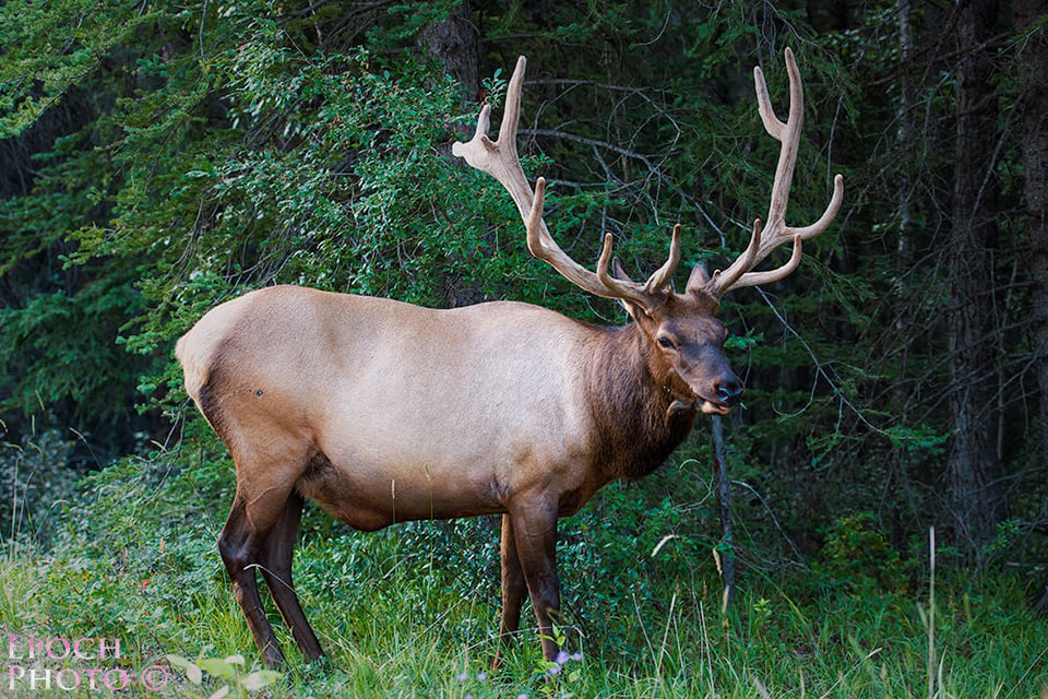 Bull-Elk-2