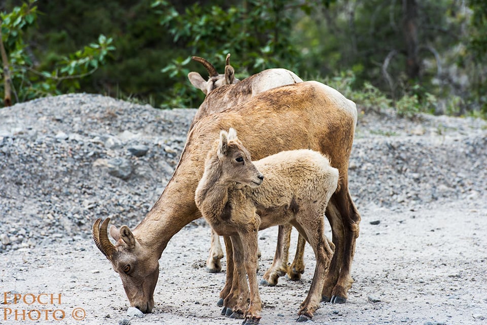 Goat-Family