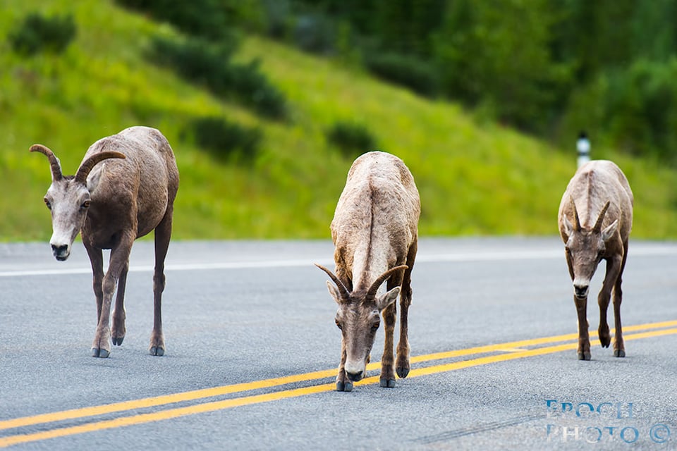 Goat-Gangs-Kananaskis-Country