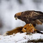 Golden Eagle on Fox