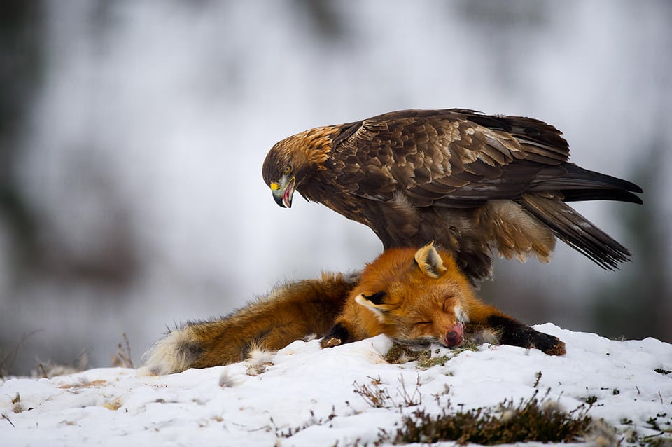 Golden Eagle on Fox