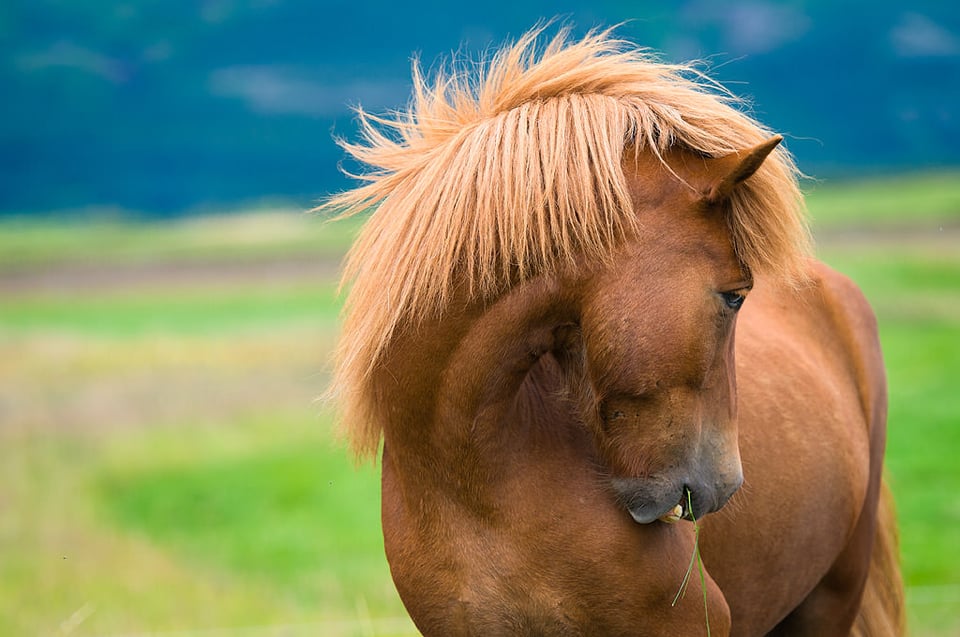 Iceland Horse