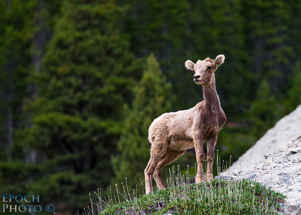 Mountain-Goat-Kid-1