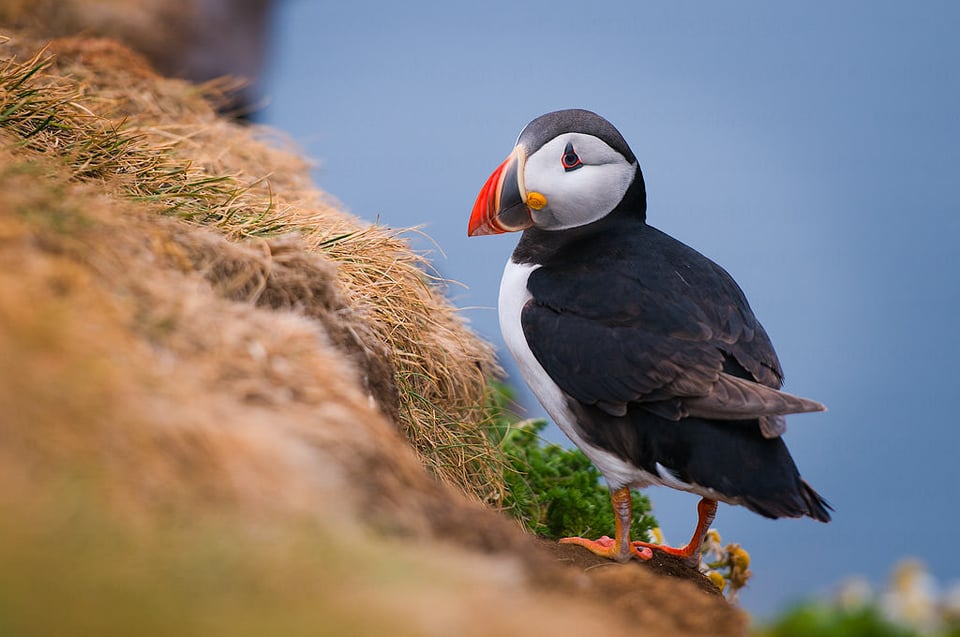 Puffin