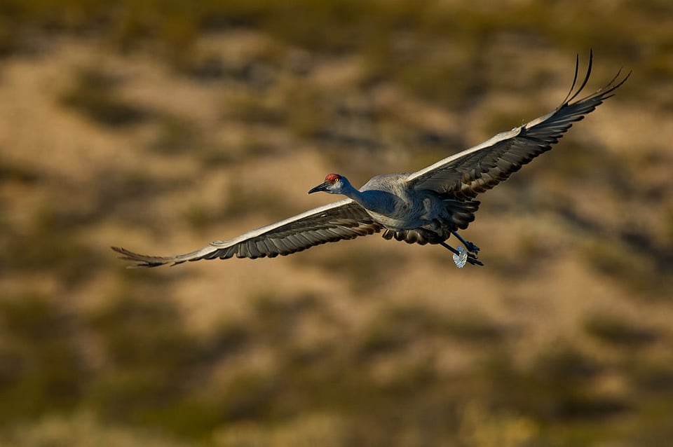 Sandhill Crane in Flight