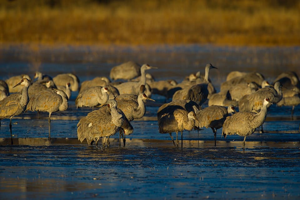 Sandhill Cranes