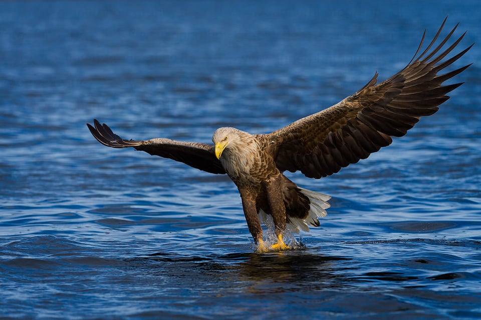 Sea Eagle 1