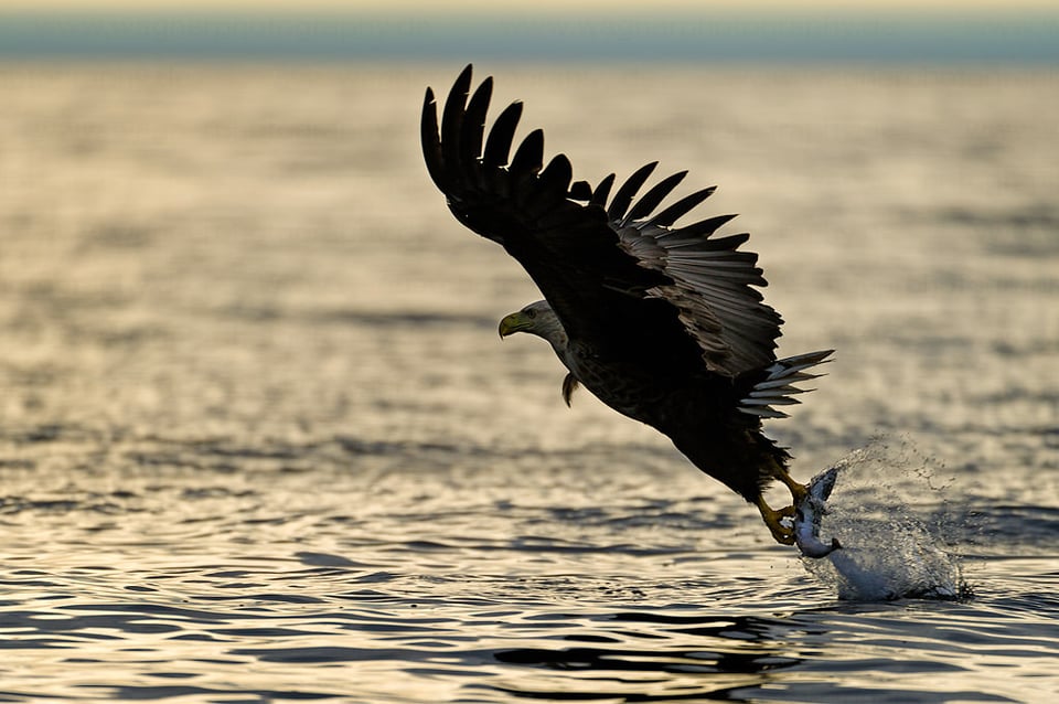 Sea Eagle 2