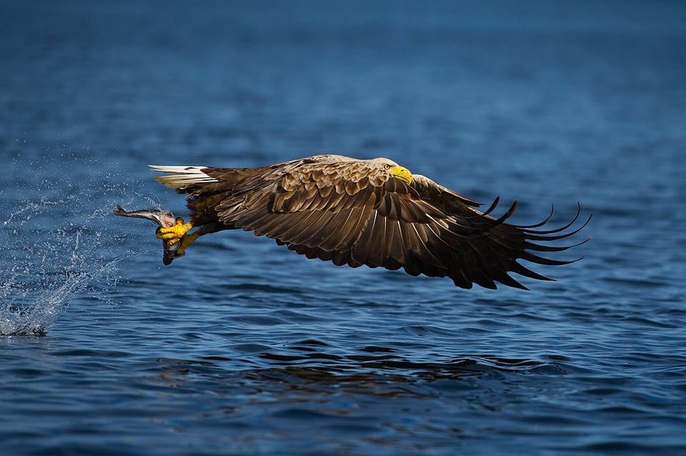 Sea Eagle 3