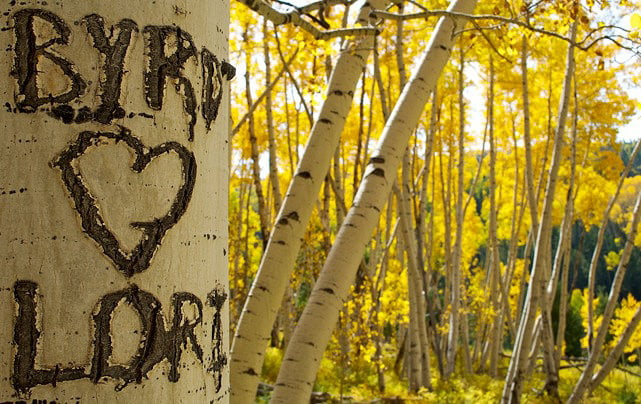 Aspen Carvings