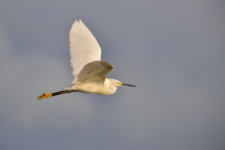 White Egret