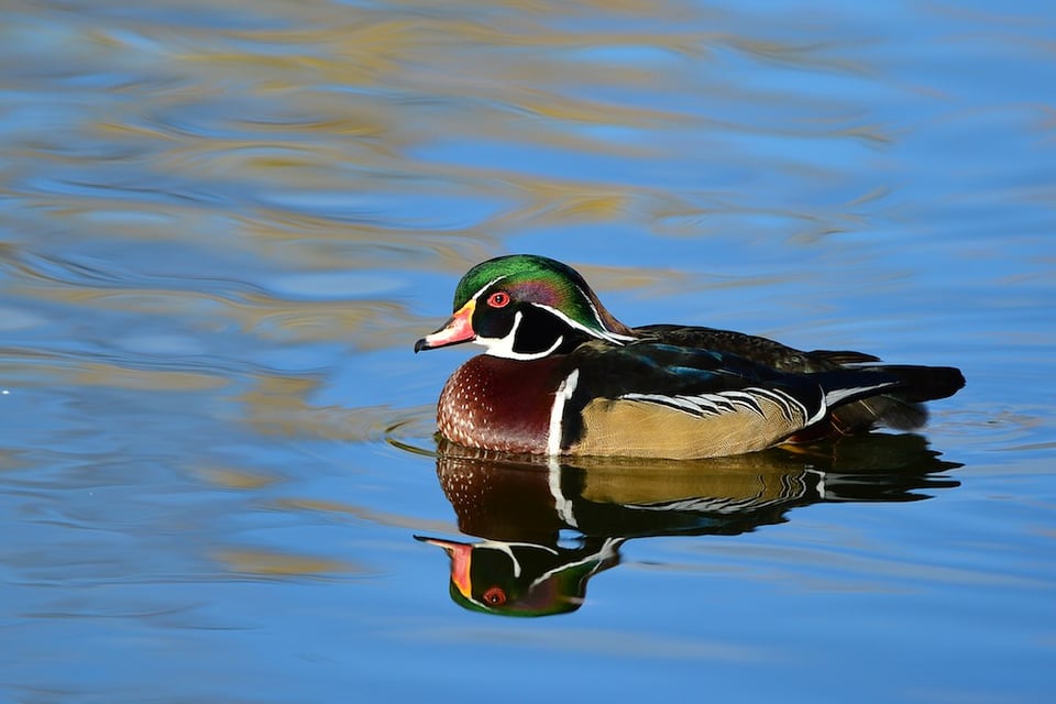 Wood Duck #2