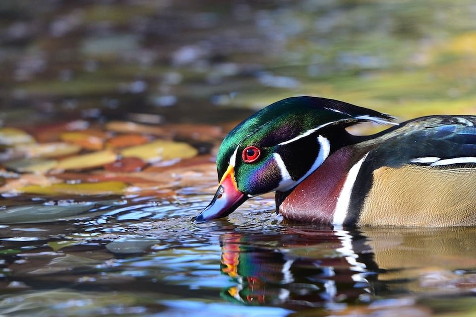 Wood Duck