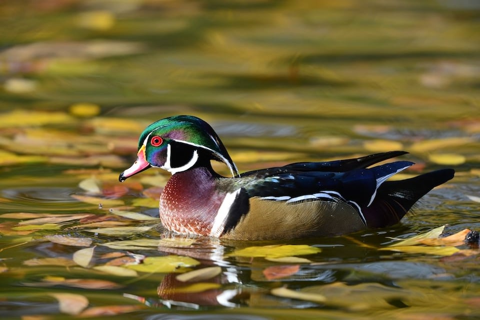 Wood Duck #3