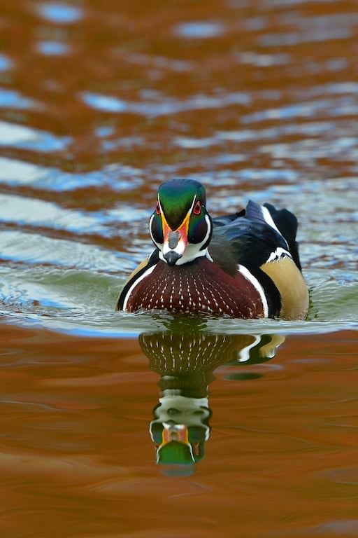 Wood Duck #4