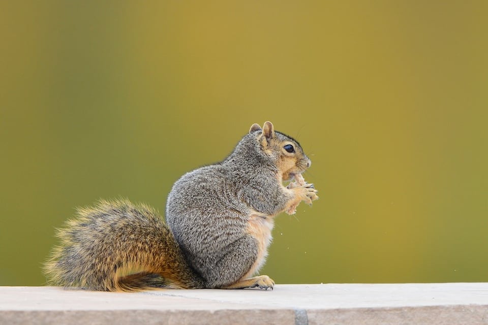 Squirrel