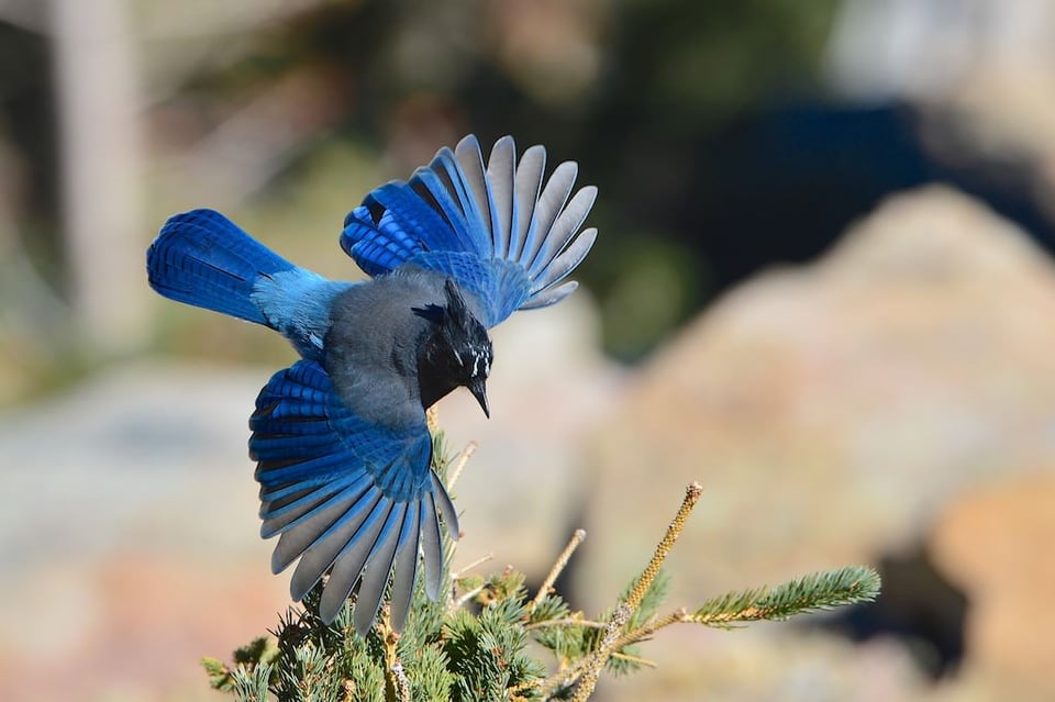 Steller's Jay #1