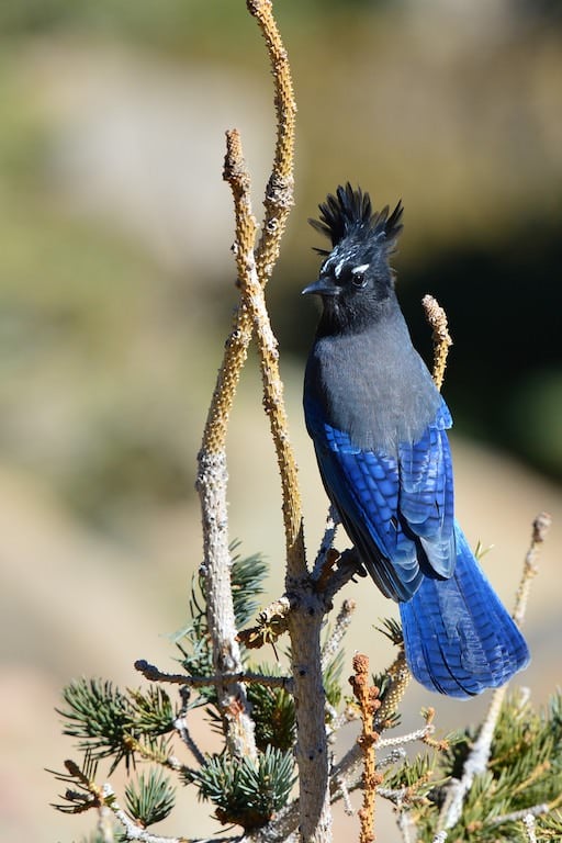 Steller's Jay #2