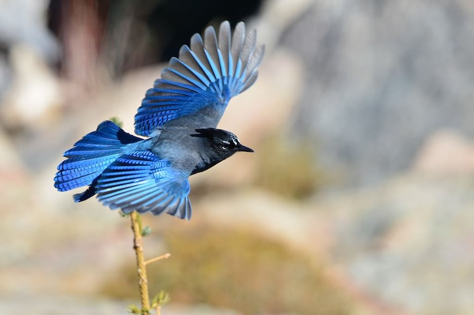 Steller's Jay #3