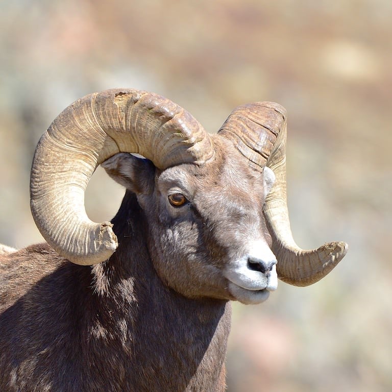 Big Horn Sheep