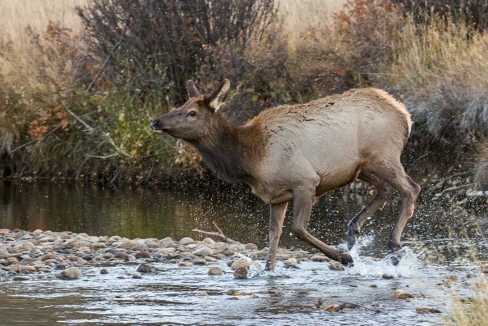 Female Elk Crossing River