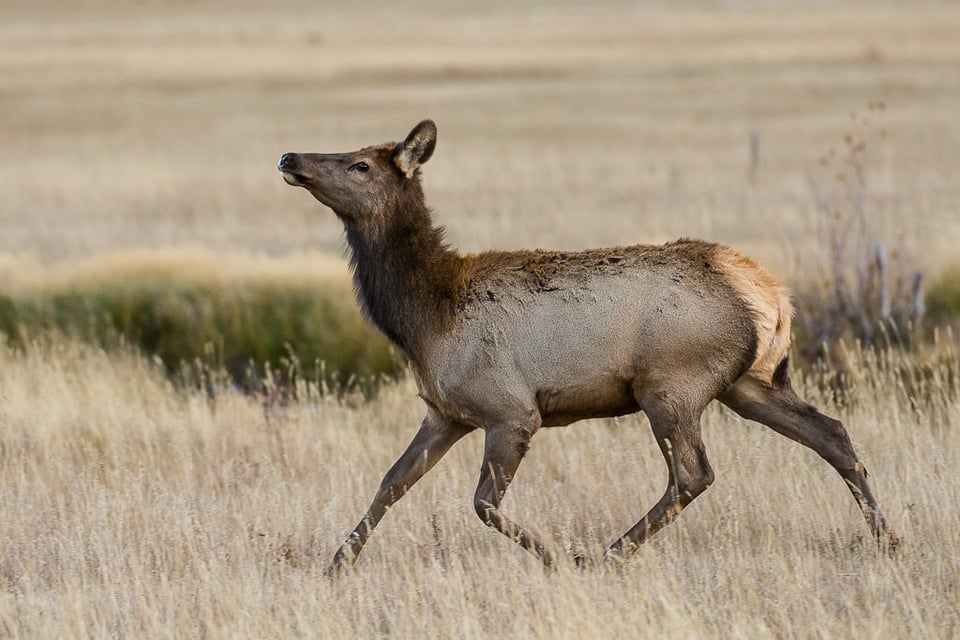 Female Elk Running