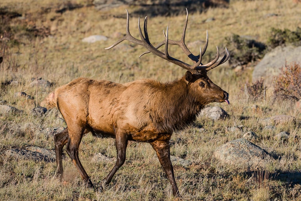 Male Elk Bull