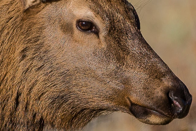 Male Elk Crop