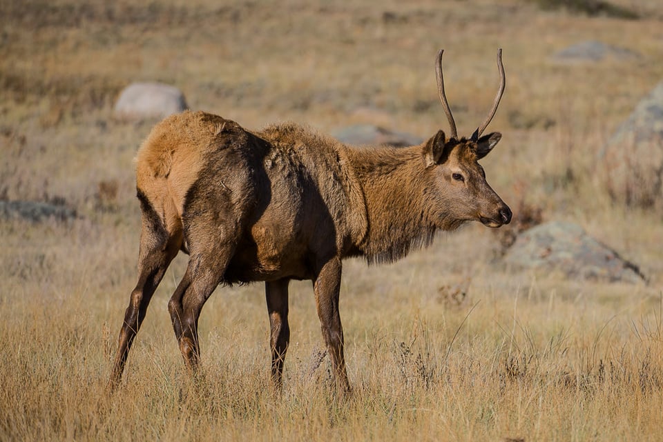 Male Elk