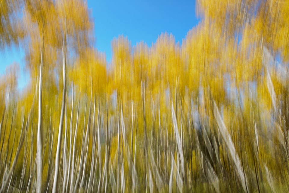 Fall Aspens Motion