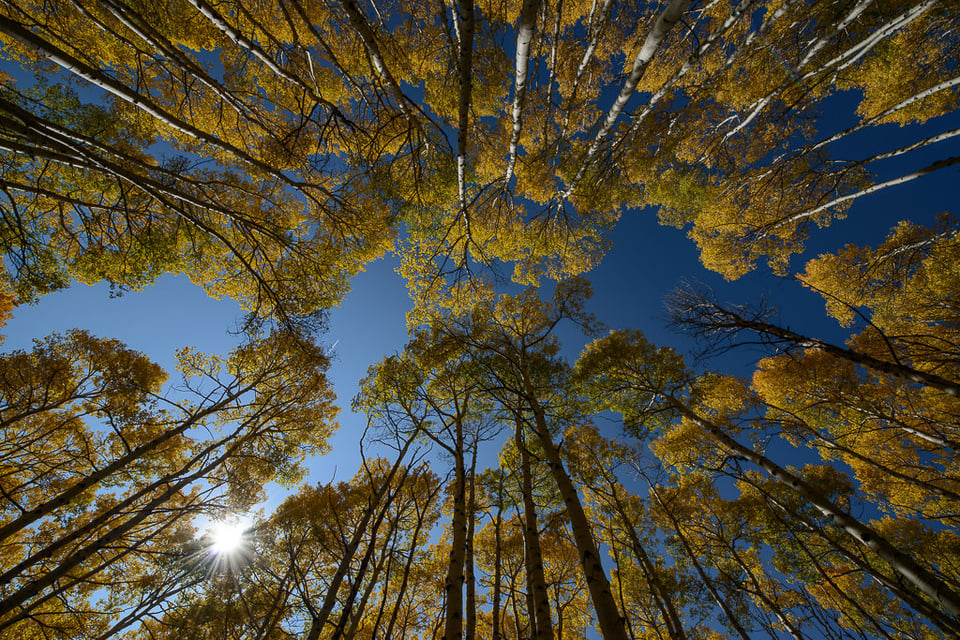 Aspens and Sky