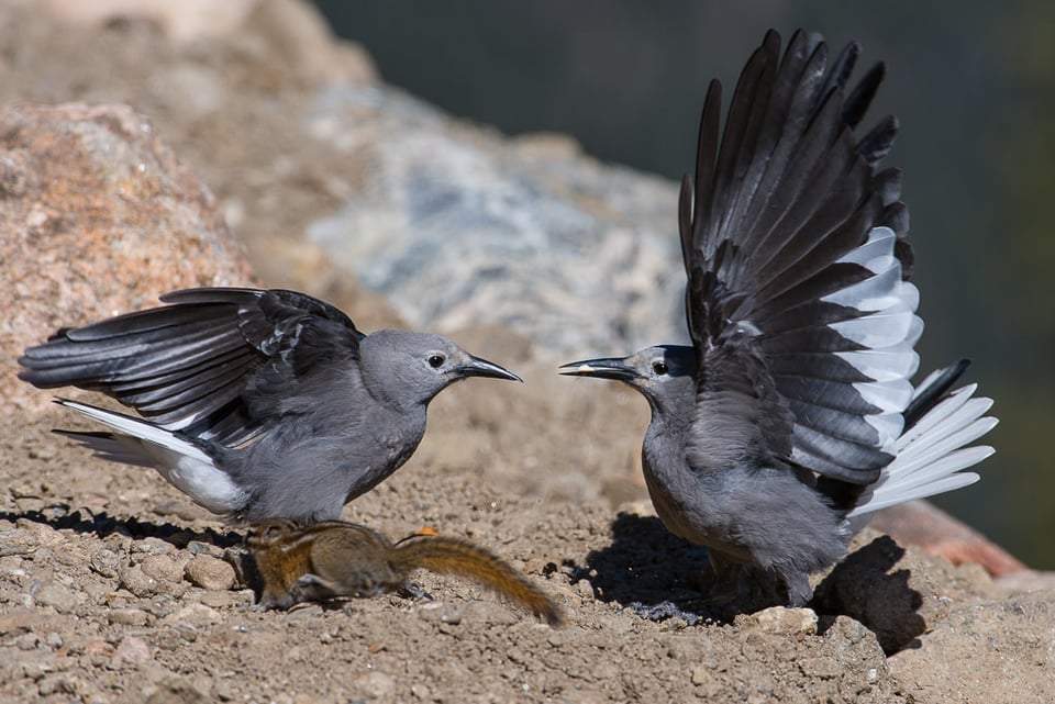 Nutrackers Fighting