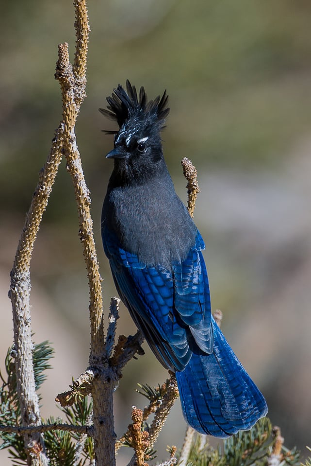 Steller's Jay (1)