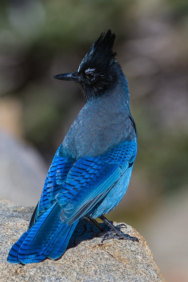 Steller's Jay (3) Steller's Jay (3)