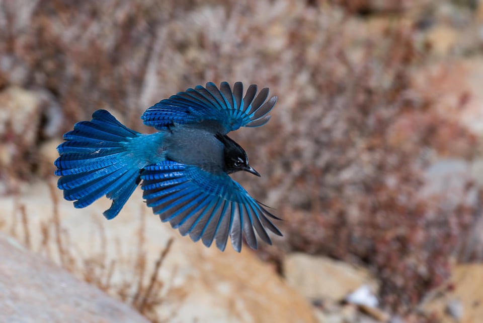 Steller's Jay (4)