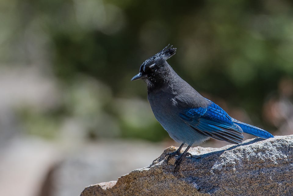 Steller's Jay (5)