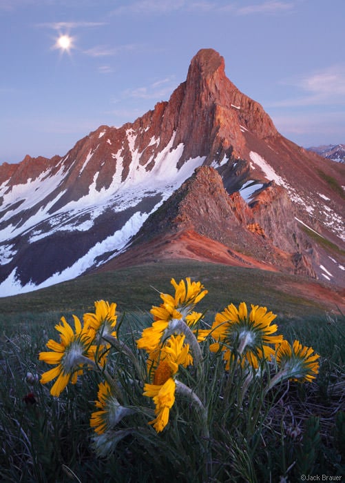 Wetterhorn Moonflowers