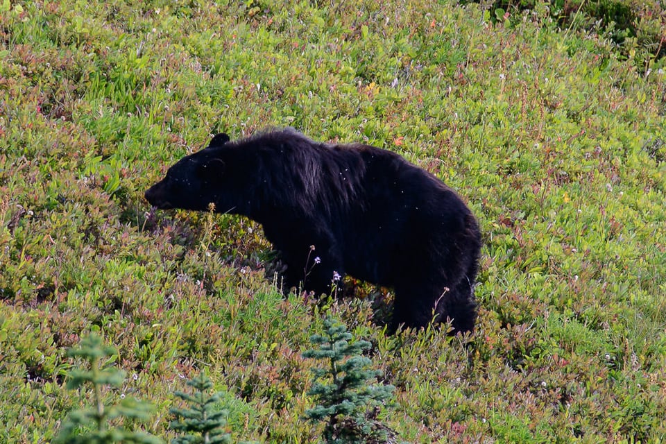 Black Bear