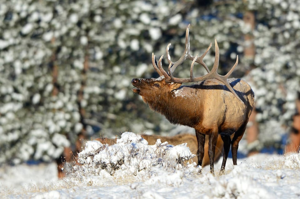 Bull Elk Bugling