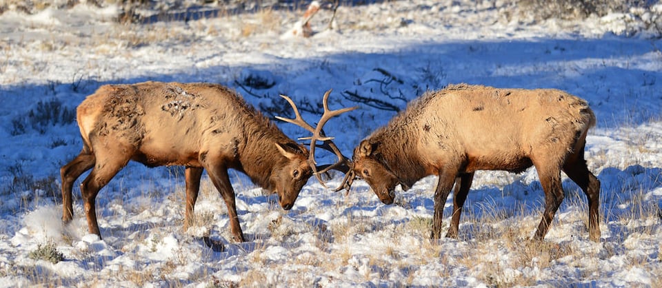 Bull Elk Sparring