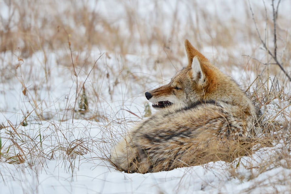 Coyote Teeth