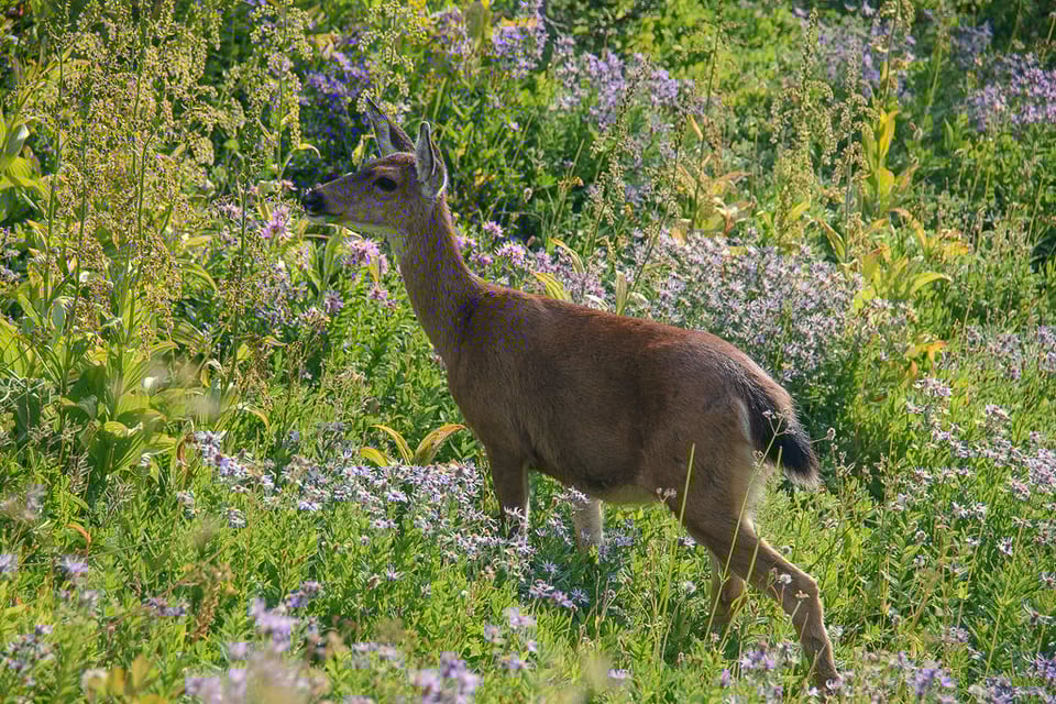 Deer Deer