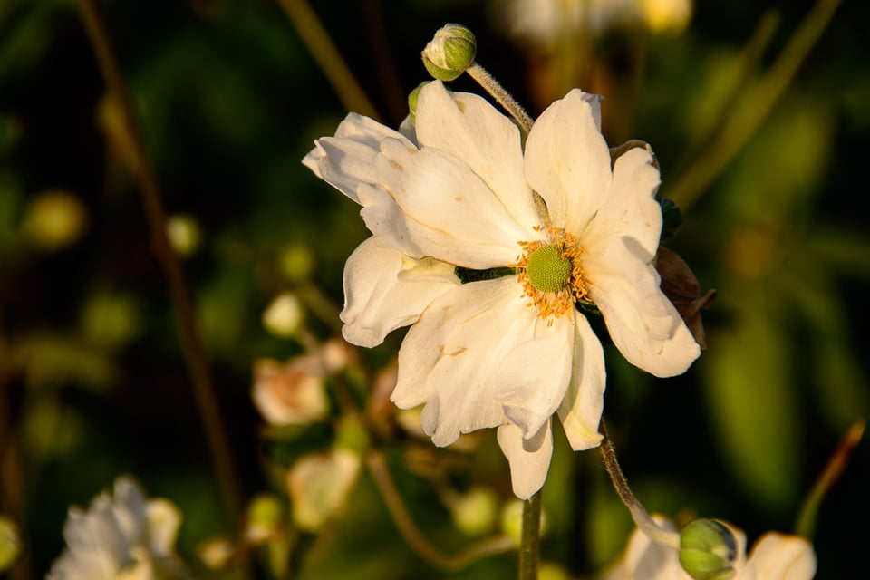 Flower Flower