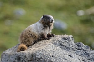 Marmot Pose