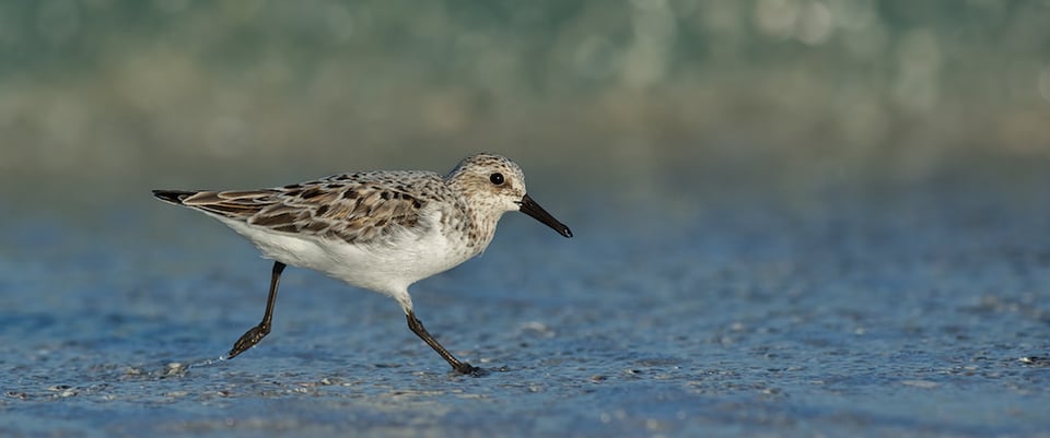 Shorebird Running in Surf