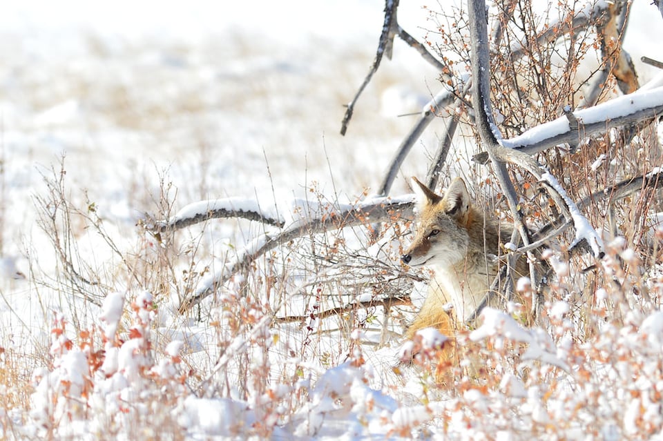 Winter Coyote