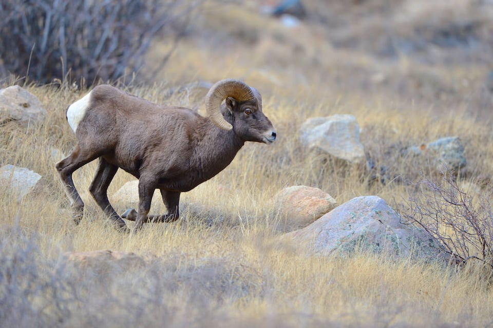 Big Horn Ram Running