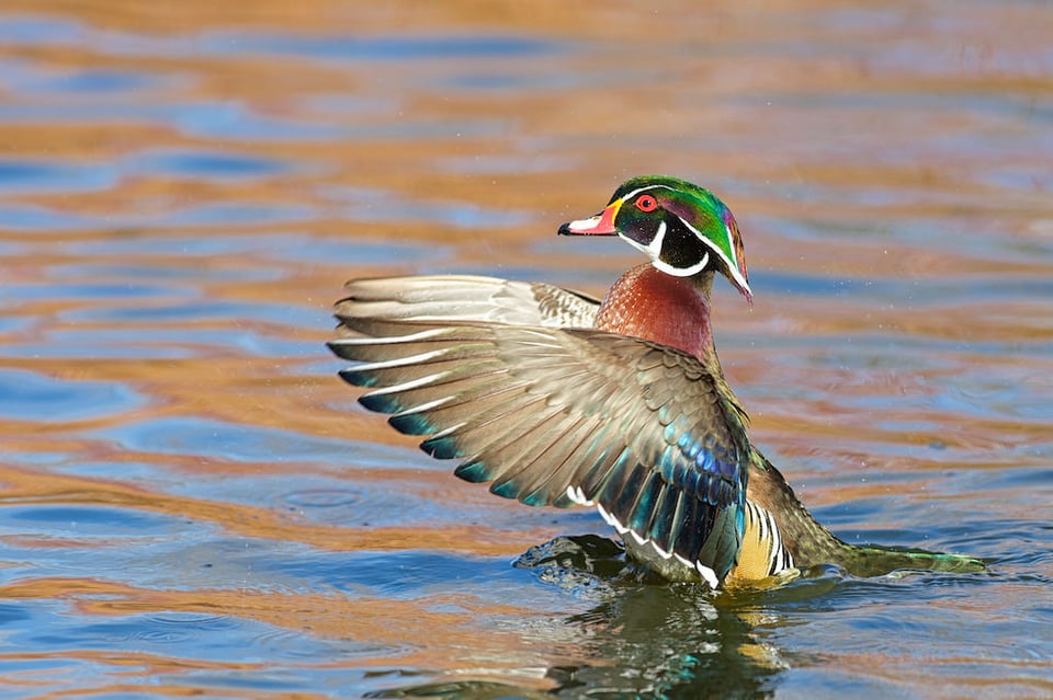 Wood Duck Wing Flap