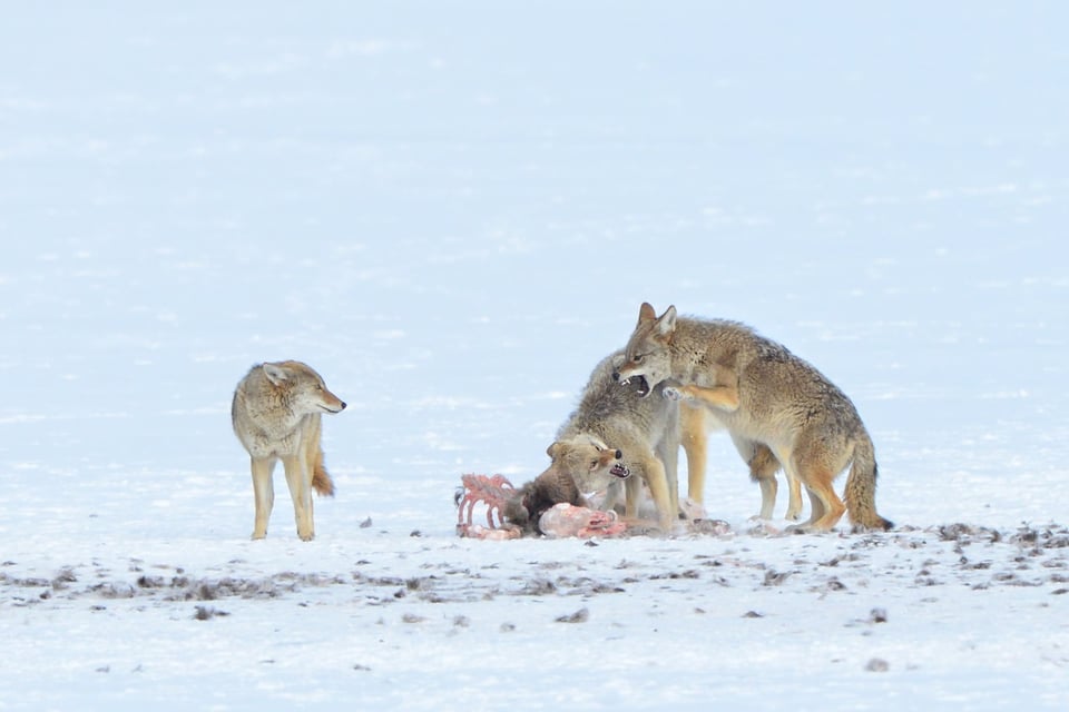 Coyote Kill